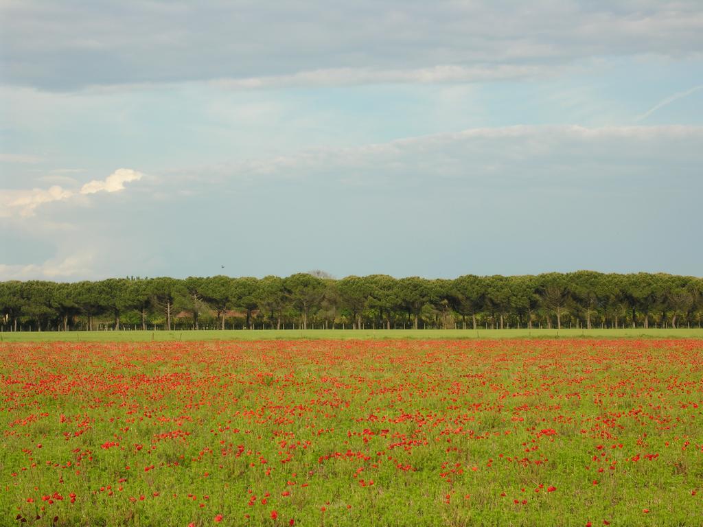 Appartamenti Villaggio San Siro 비비오네 외부 사진